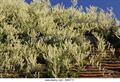 Bukhara fleeceflower, Chinese fleecevine, mile-a-minute, silver lace vine